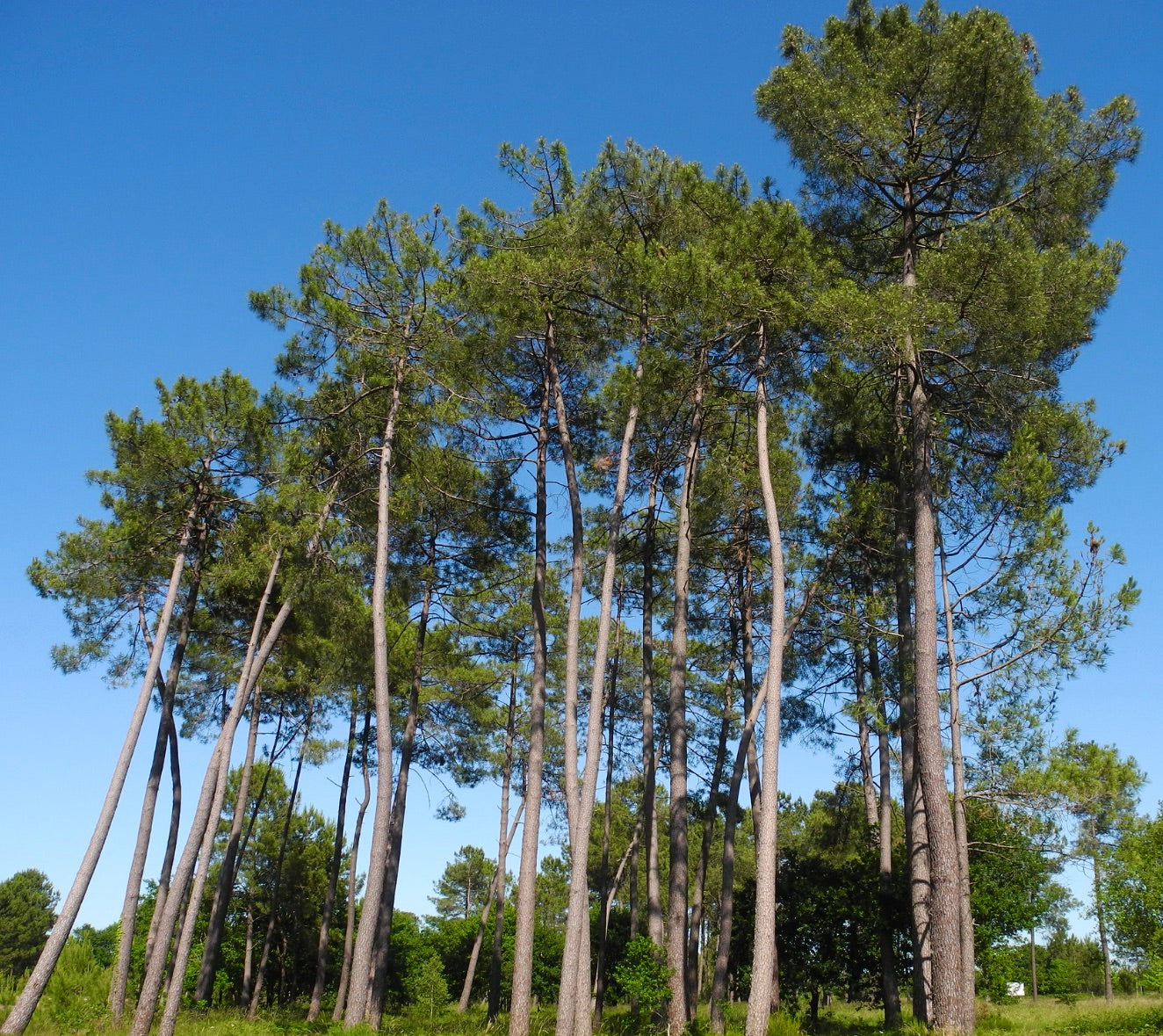 Pinus pinaster alti e slanciati pini marittimi con ciuffi di aghi verdi contro il cielo azzurro