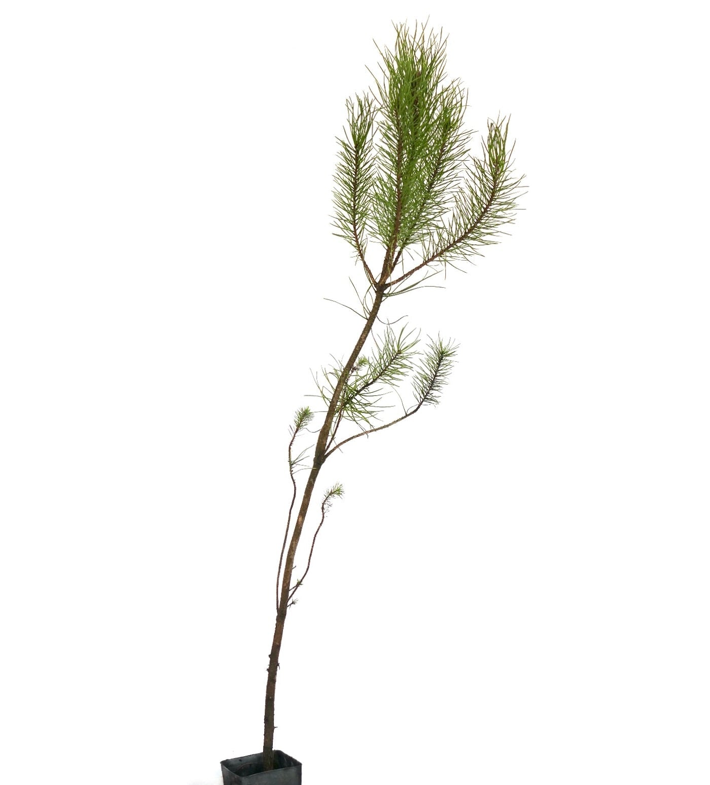 Pinus pinea slender young tree with sparse green needle clusters in black pot