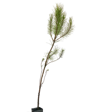 Pinus pinea slender young tree with sparse green needle clusters in black pot