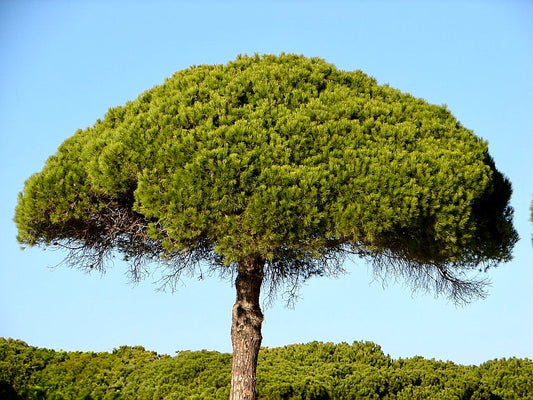 Pinus pinea dense umbrella-shaped canopy with vibrant green needles and textured trunk
