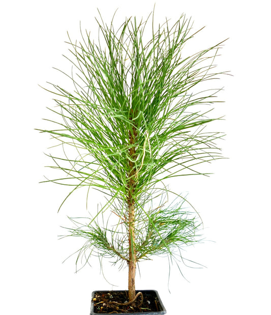 Pinus ponderosa 35-60cm | Ponderosa pine | Western yellow pine