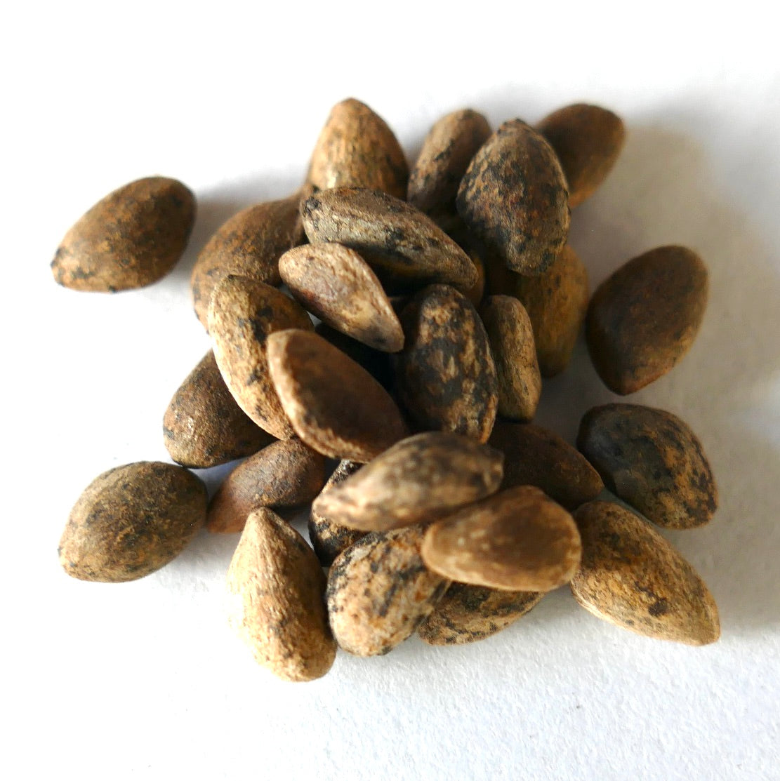 Pinus pseudostrobus seeds with textured brown and black mottled surfaces close-up