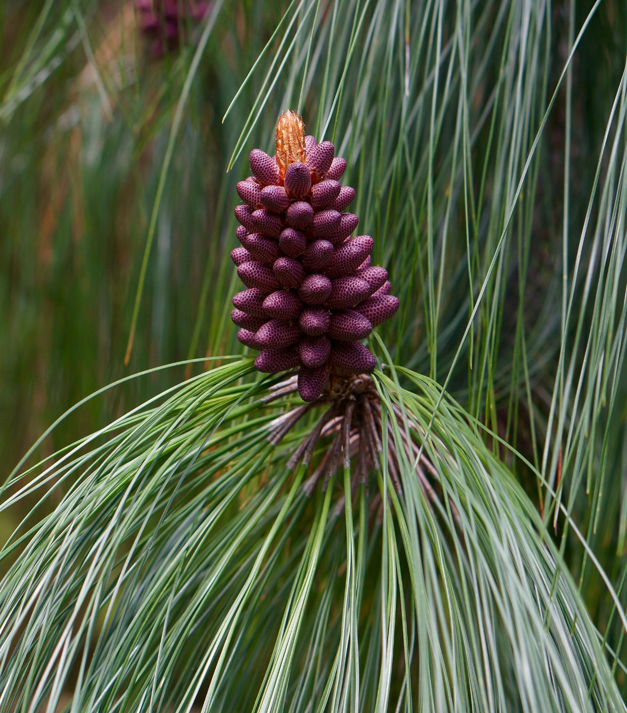 Cono giovane viola di Pinus pseudostrobus con aghi verdi lunghi su ramo d'albero