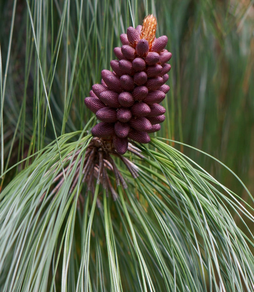 Pinus pseudostrobus var. apulcensis young purple cone with long green needles close-up