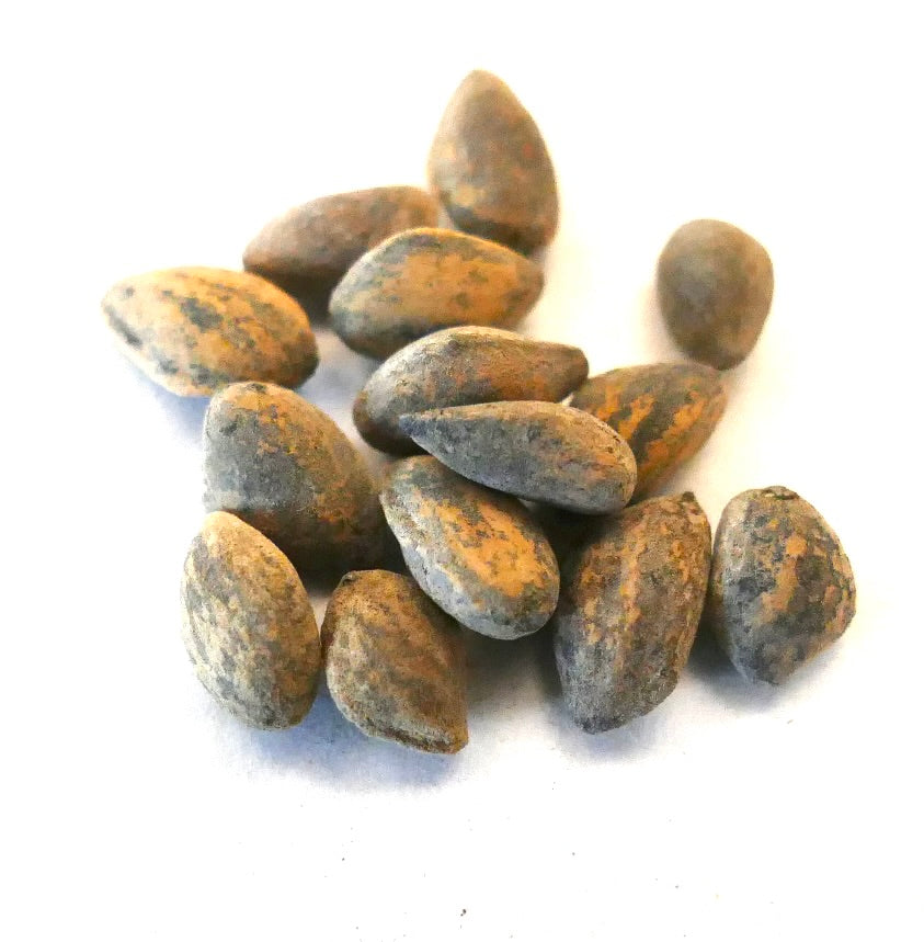 Pinus pseudostrobus var. apulcensis pine seeds with textured brown and gray surfaces