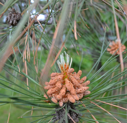 Pinus roxburghii 10-20cm | Chir pine | Longleaf Indian pine