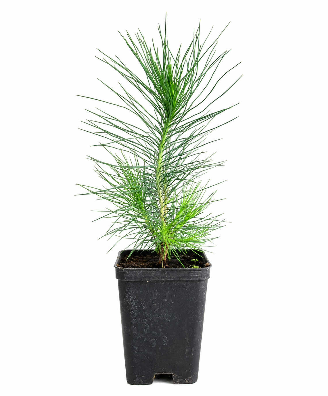 Pinus roxburghii 10-20cm | Chir pine | Longleaf Indian pine