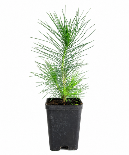 Pinus roxburghii 25-45cm | Chir pine | Longleaf Indian pine