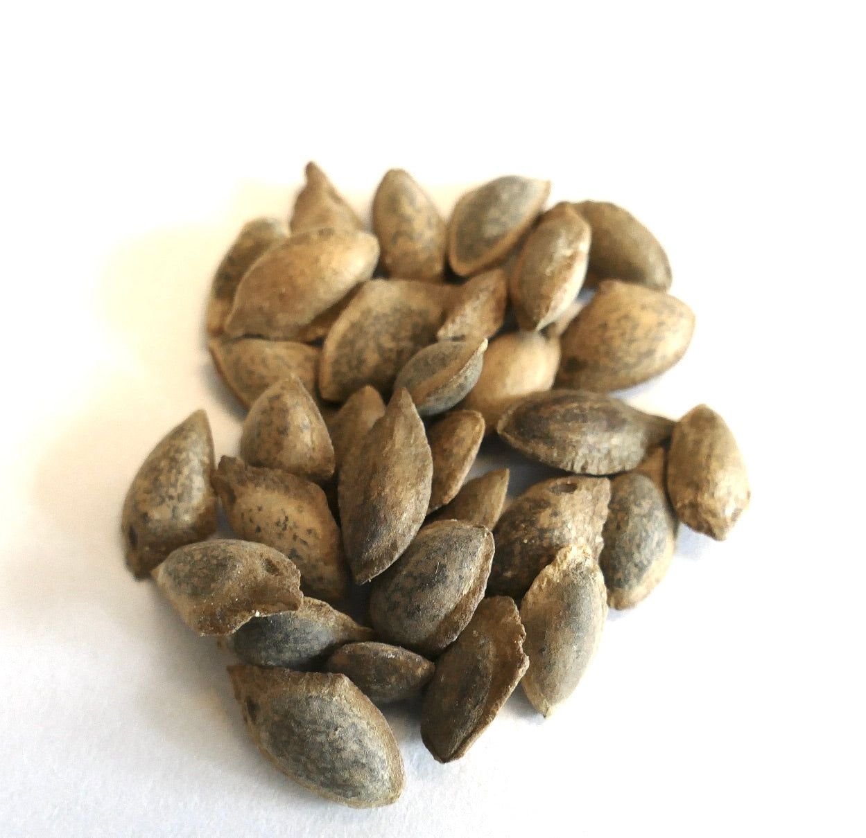 Pinus roxburghii seeds with rough textured brown outer shells close-up on white background