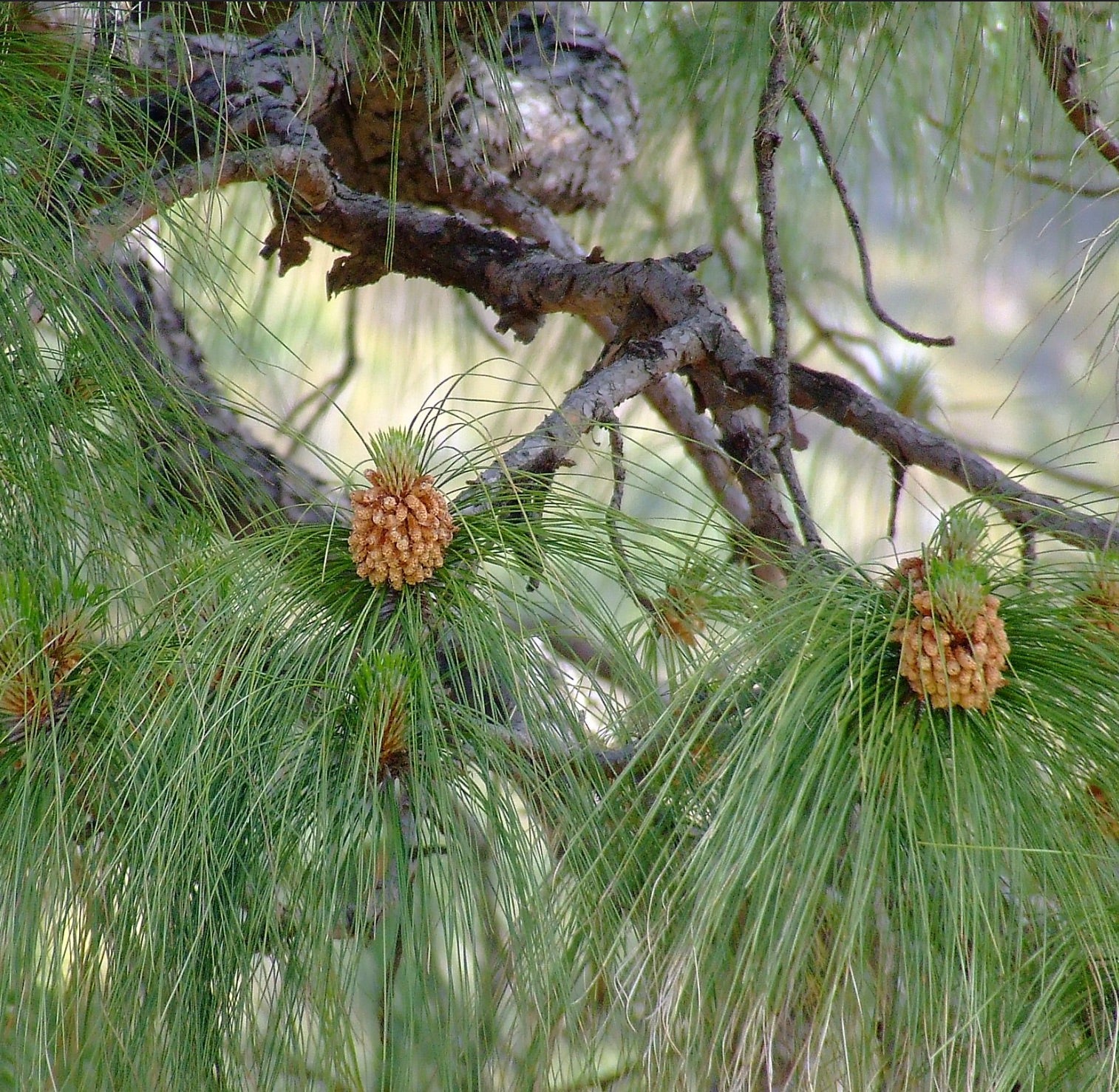 Chirpine Pinus roxburghii | Seeds | Chir Pine | Longleaf Indian Pine | Buy Now