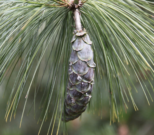 Pigna di Pinus schwerinii con aghi verdi lunghi e sottili e gocce d'acqua sulle squame