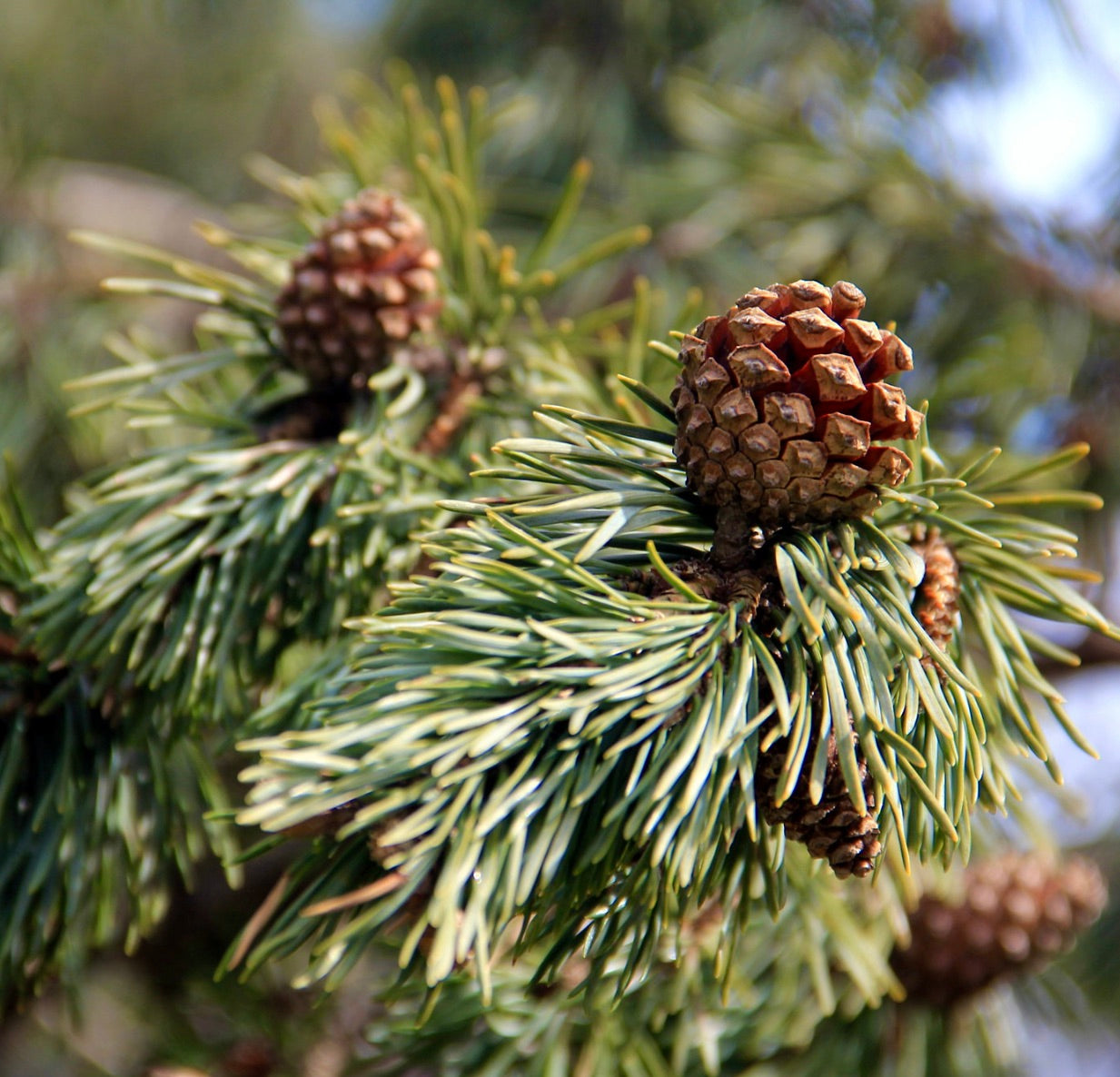 Pinus sylvestris close-up of green needle clusters with brown pine cones on branches