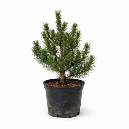 Pinus sylvestris cv EDWIN HILLIER giovane pino scozzese sempreverde con aghi verdi densi in vaso