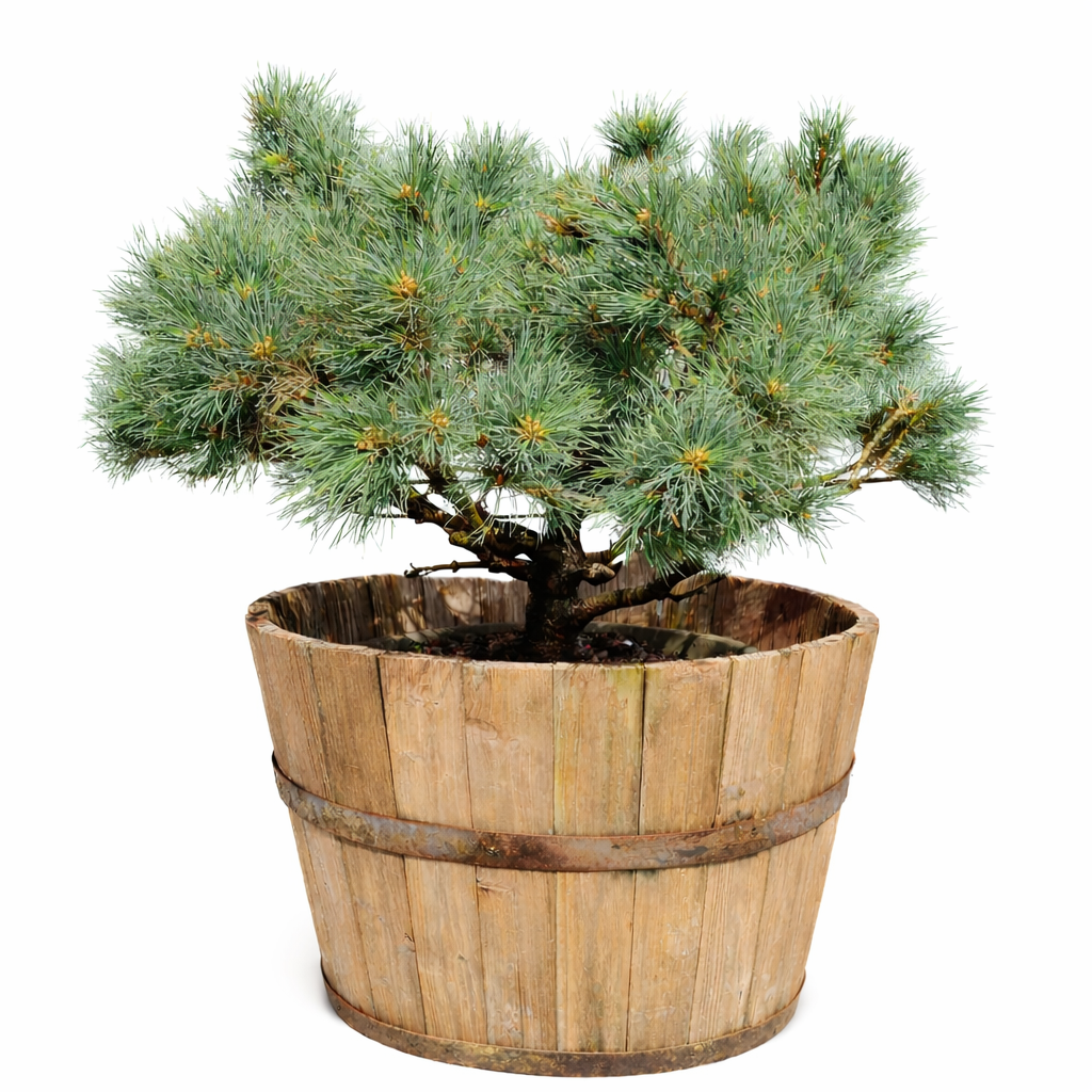 Pinus sylvestris cv MARTHAM bonsai sempreverde compatto e denso con aghi blu-verdi in botte di legno
