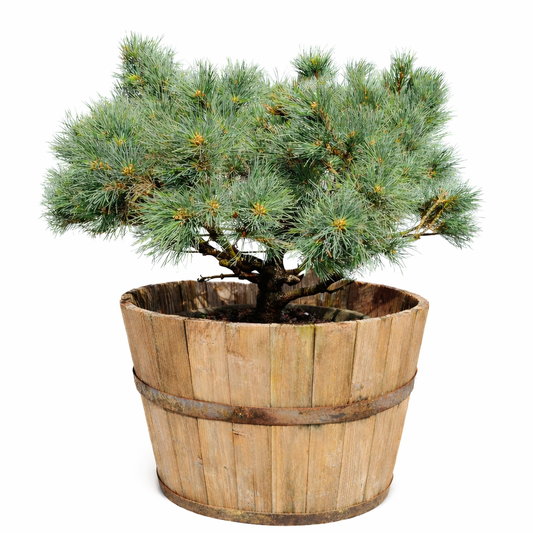 Bonsai di Pinus sylvestris cv MARTHAM con aghi densi blu-verdi in vaso rustico di legno