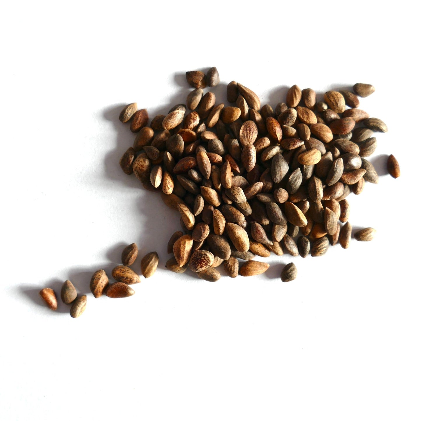 Semi marroni di Pinus tabuliformis per la piantagione di conifere