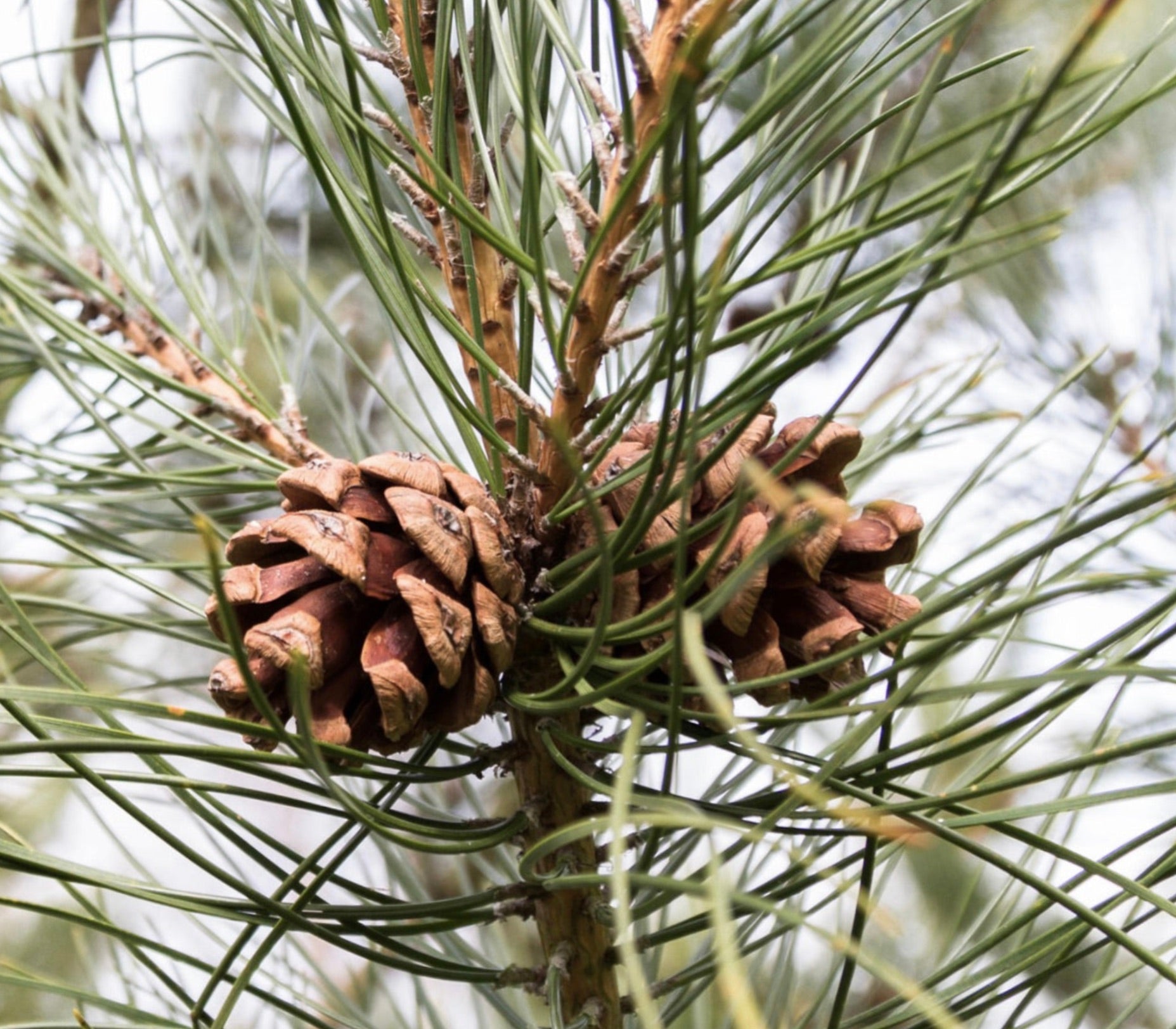 Pigne di Pinus tabuliformis e aghi verdi lunghi su ramo in primo piano
