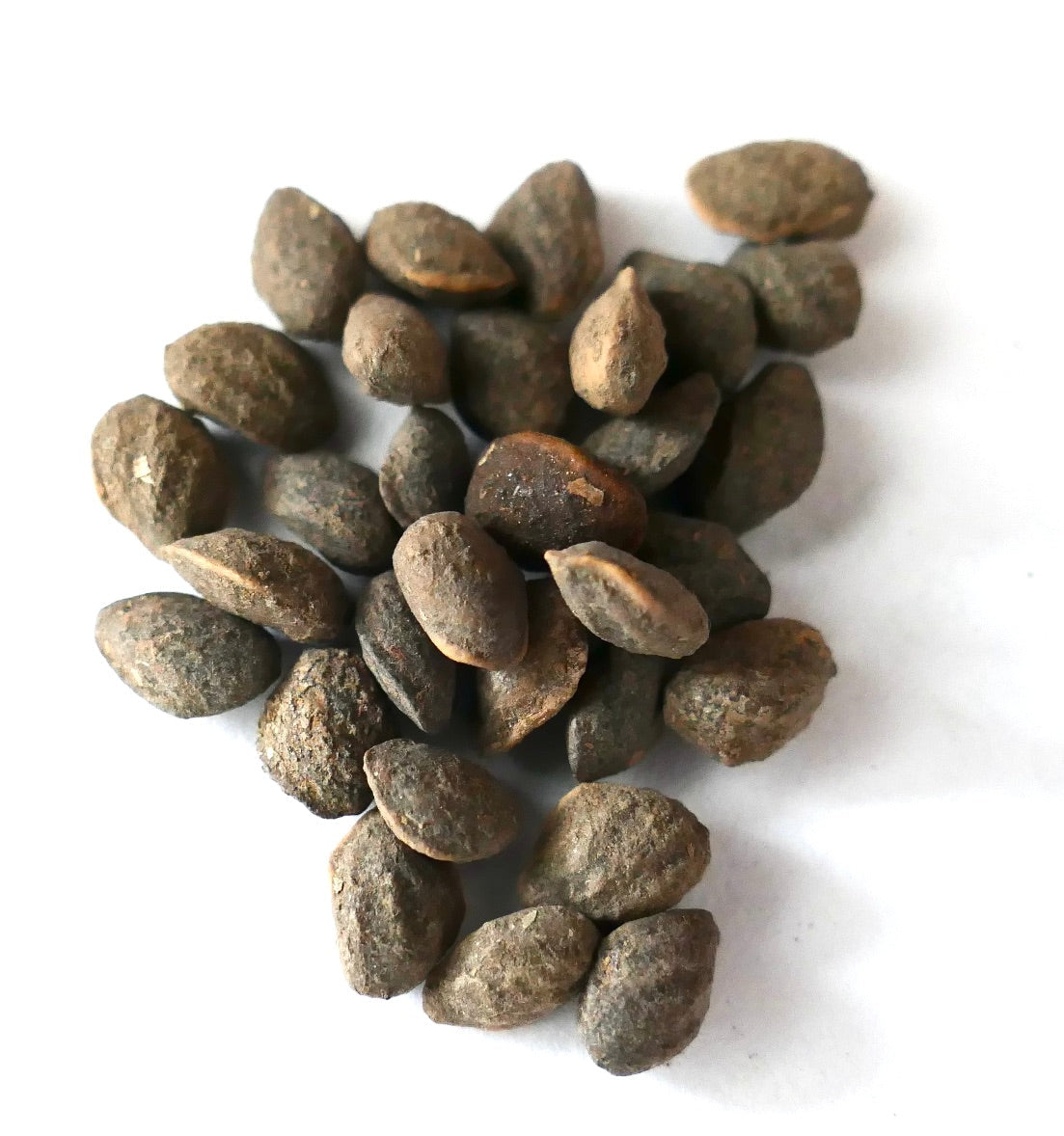 Pinus taeda rough textured brown seeds for pine tree propagation