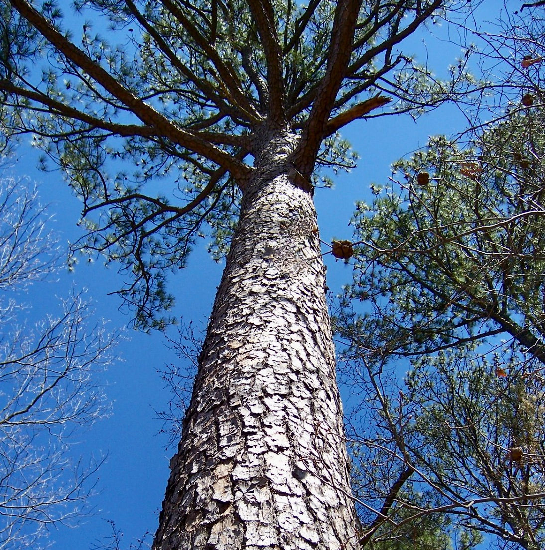 Pinus taeda tall pine tree with rough bark and green needle clusters against blue sky