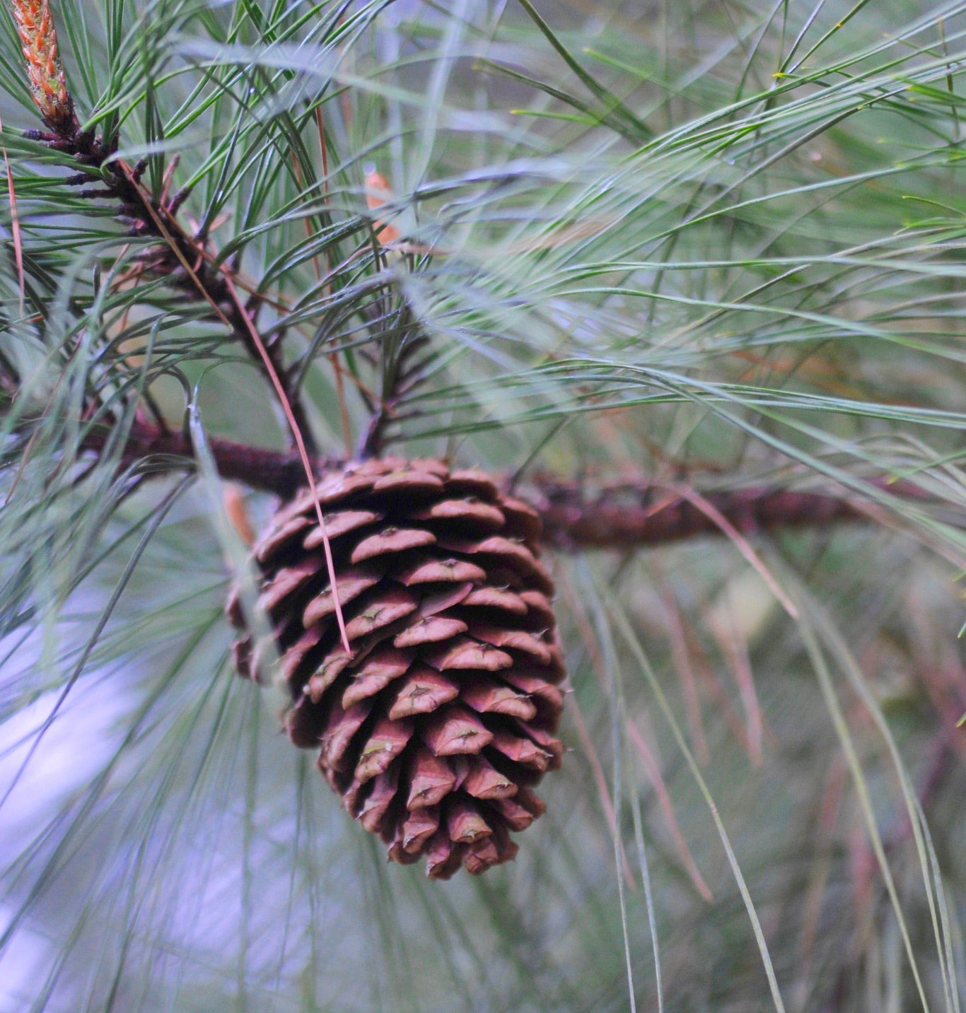 Pigna di Pinus taeda con aghi verdi lunghi e sottili su ramo vista ravvicinata