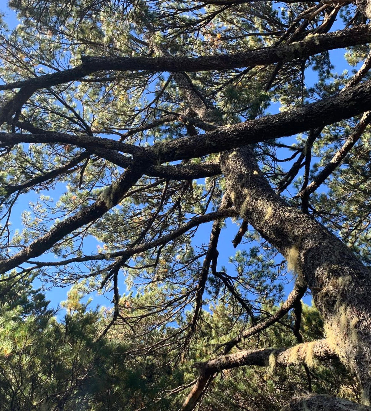 Pinus taiwanensis 35-50cm | Taiwan pine | Formosan pine
