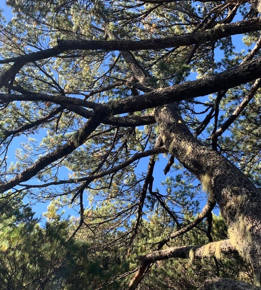 Pinus taiwanensis 35-50cm | Taiwan pine | Formosan pine