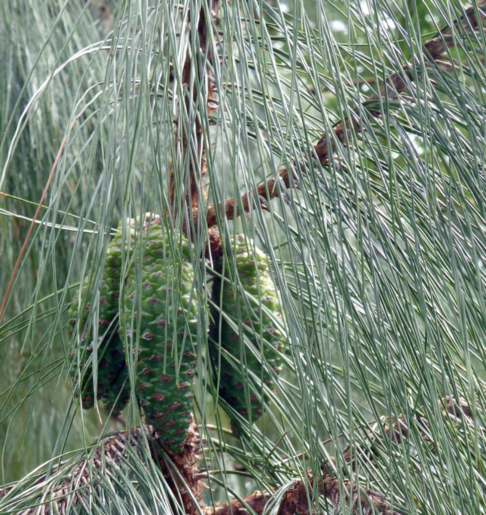 Pinus tecunumanii green pine cones with long slender needles on branch
