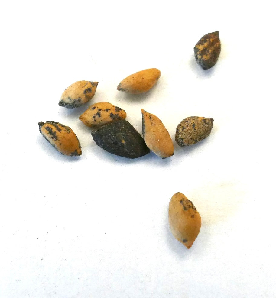 Pinus tecunumanii seeds with varied brown and black coloration on white background