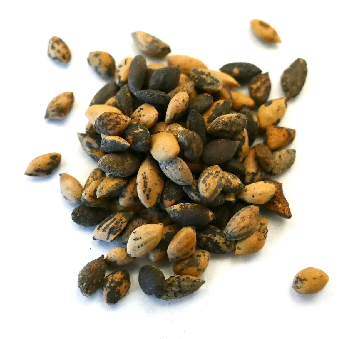 Pinus tecunumanii seeds with mixed brown and black speckled texture on white background