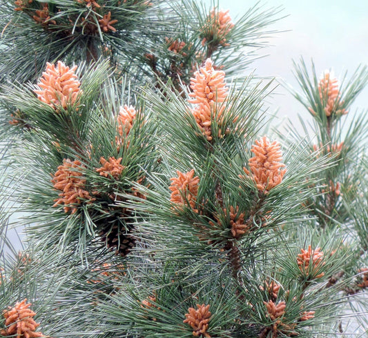 Pinus thunbergii con aghi verdi densi e coni maschili arancioni vivaci nella crescita primaverile