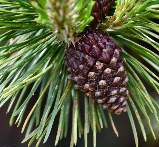 Pinus uncinata primo piano di gruppi di aghi verdi con una pigna viola in crescita