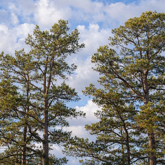 Pinus virginiana 45-55cm | Virginia pine | Scrub pine