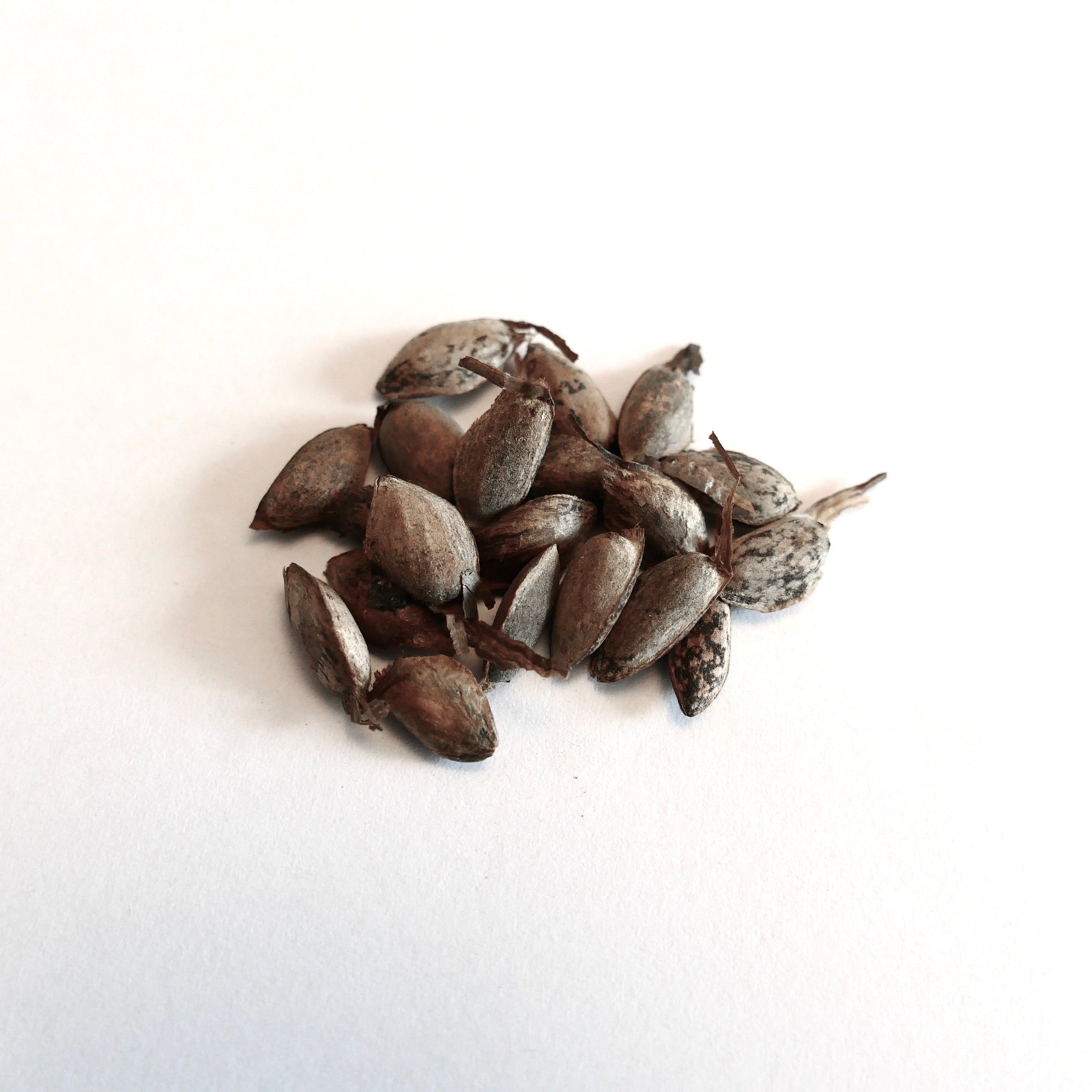 Pinus wallichiana seeds with textured brown shells on white background