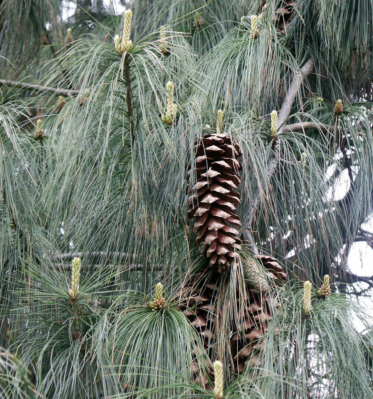 Pinus wallichiana conifer with long slender needles and large brown pine cones
