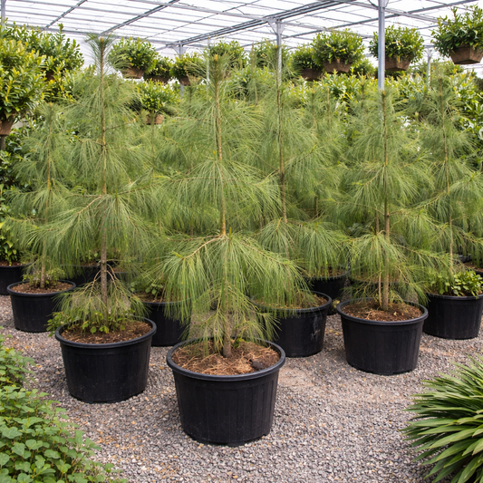 Pinus wallichiana 35-60cm | Himalayan pine | Bhutan pine
