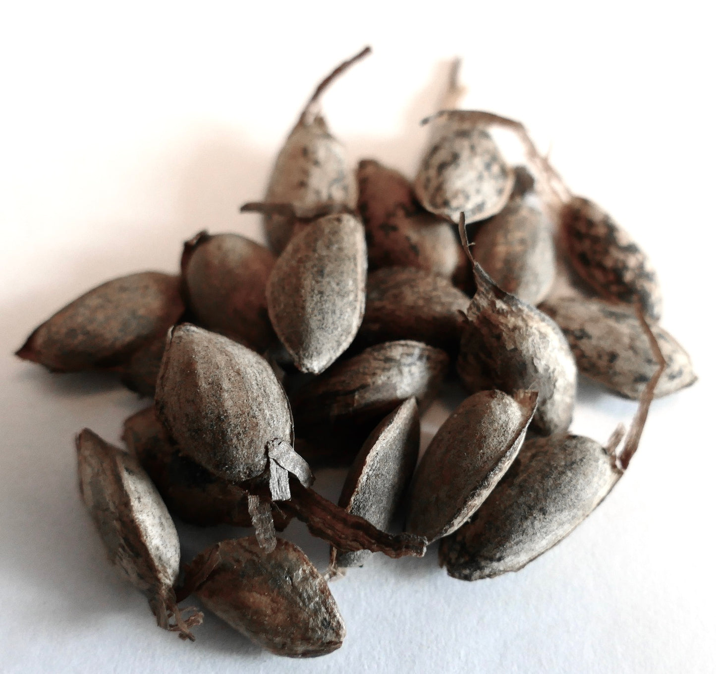 Pinus wallichiana | Bhutan Pine | Himalayan White Pine| SEEDS