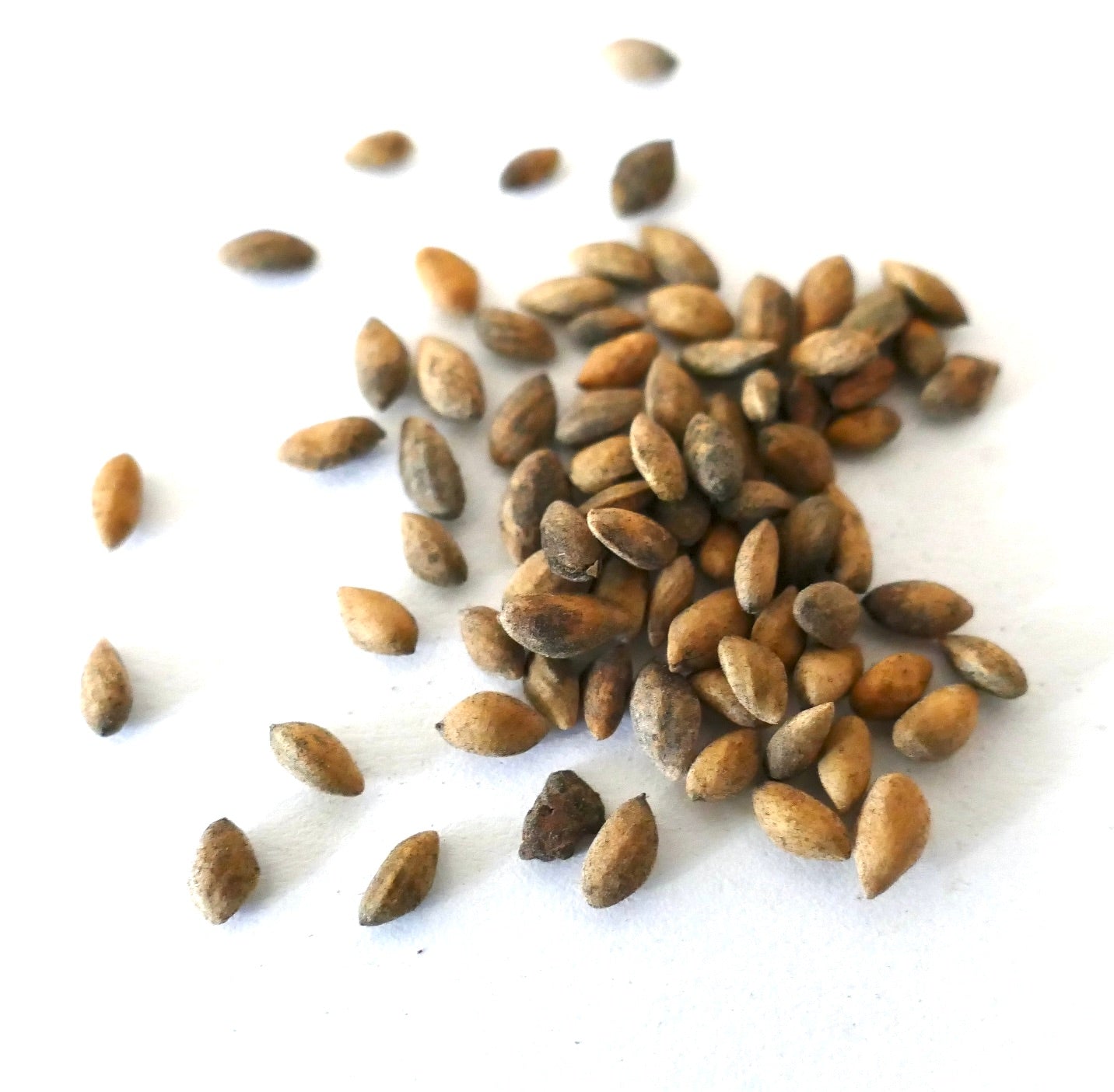 Pinus yunnanensis seeds scattered on white background for tree propagation