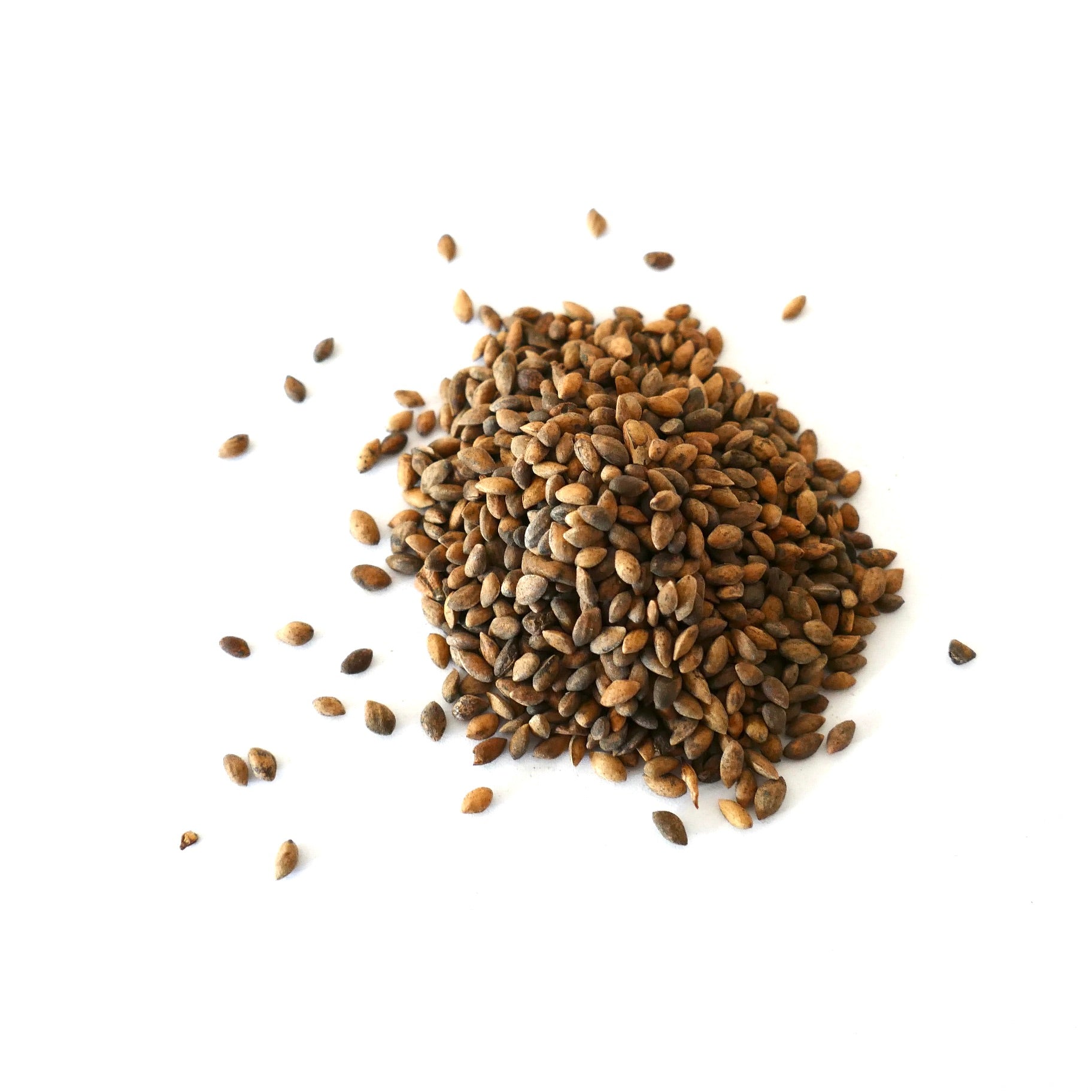 Pinus yunnanensis brown seeds scattered on white background for planting