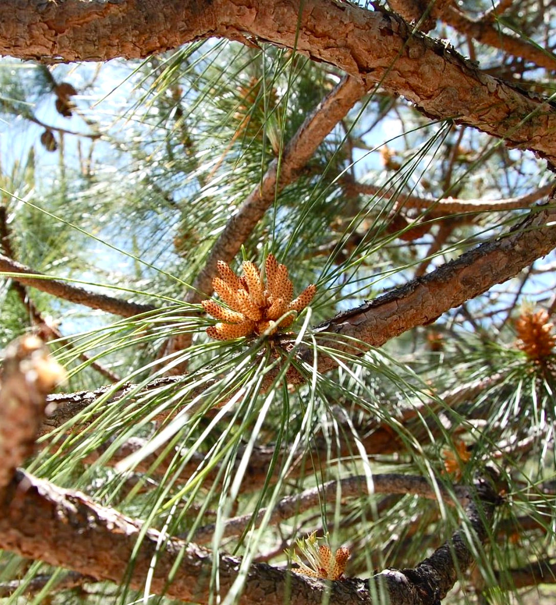 Albero di pino Pinus yunnanensis con aghi verdi lunghi e coni marroni su rami dalla corteccia texturizzata
