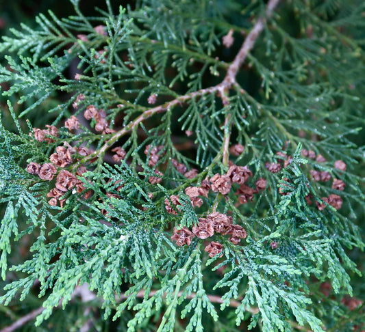 Platycladus orientalis green foliage with small brown cones close-up detail