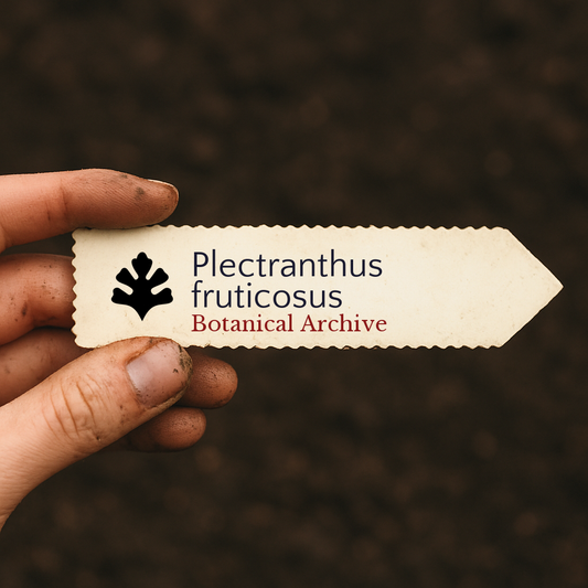 Etichetta stampata per pianta di Plectranthus fruticosus tenuta su sfondo di terreno