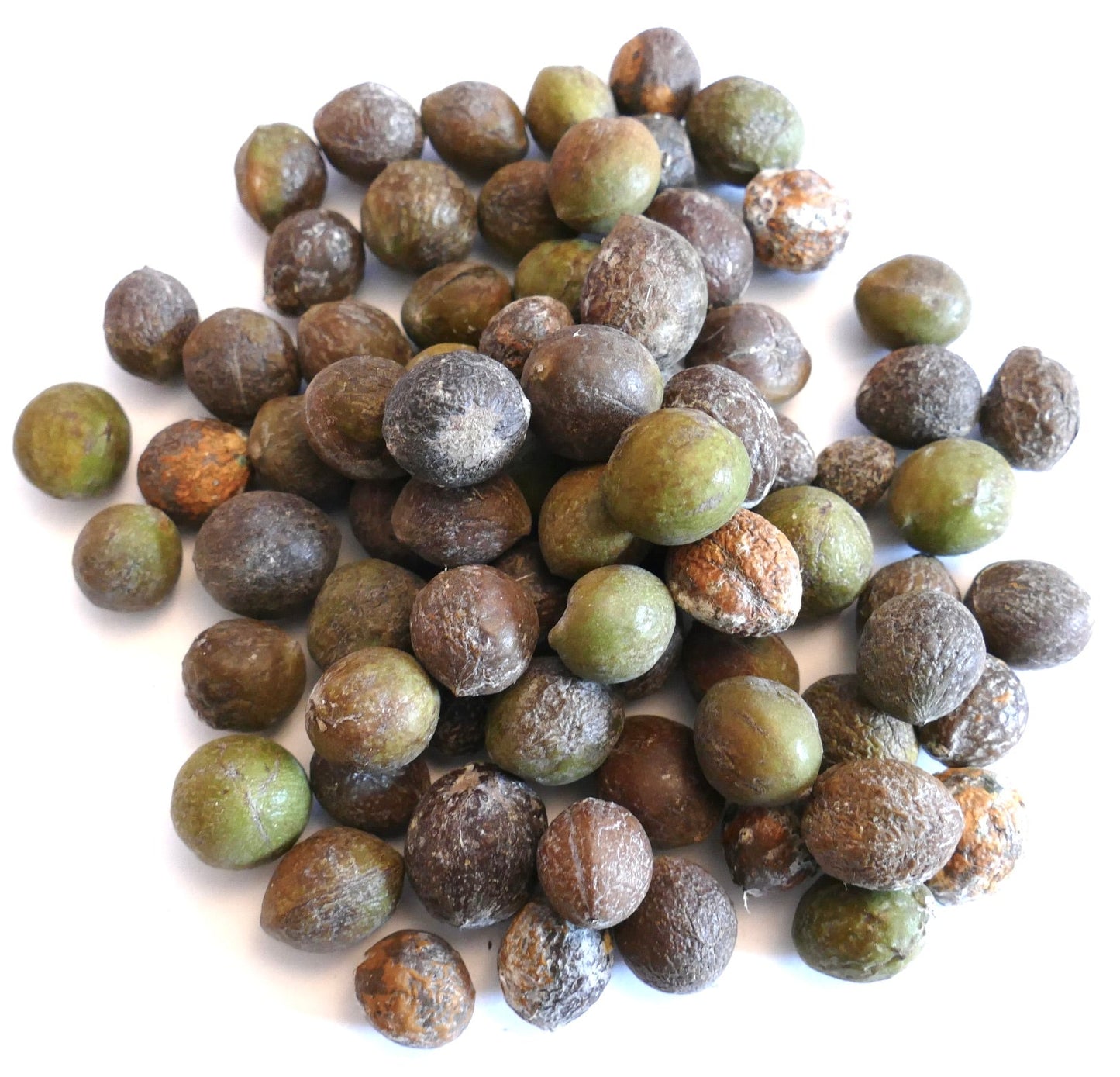Semi di Podocarpus henkelii con superfici strutturate marroni e verdi su sfondo bianco