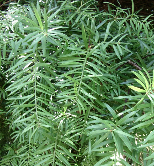 Podocarpus chilinus 30-40cm | Chilean podocarp | Plum pine