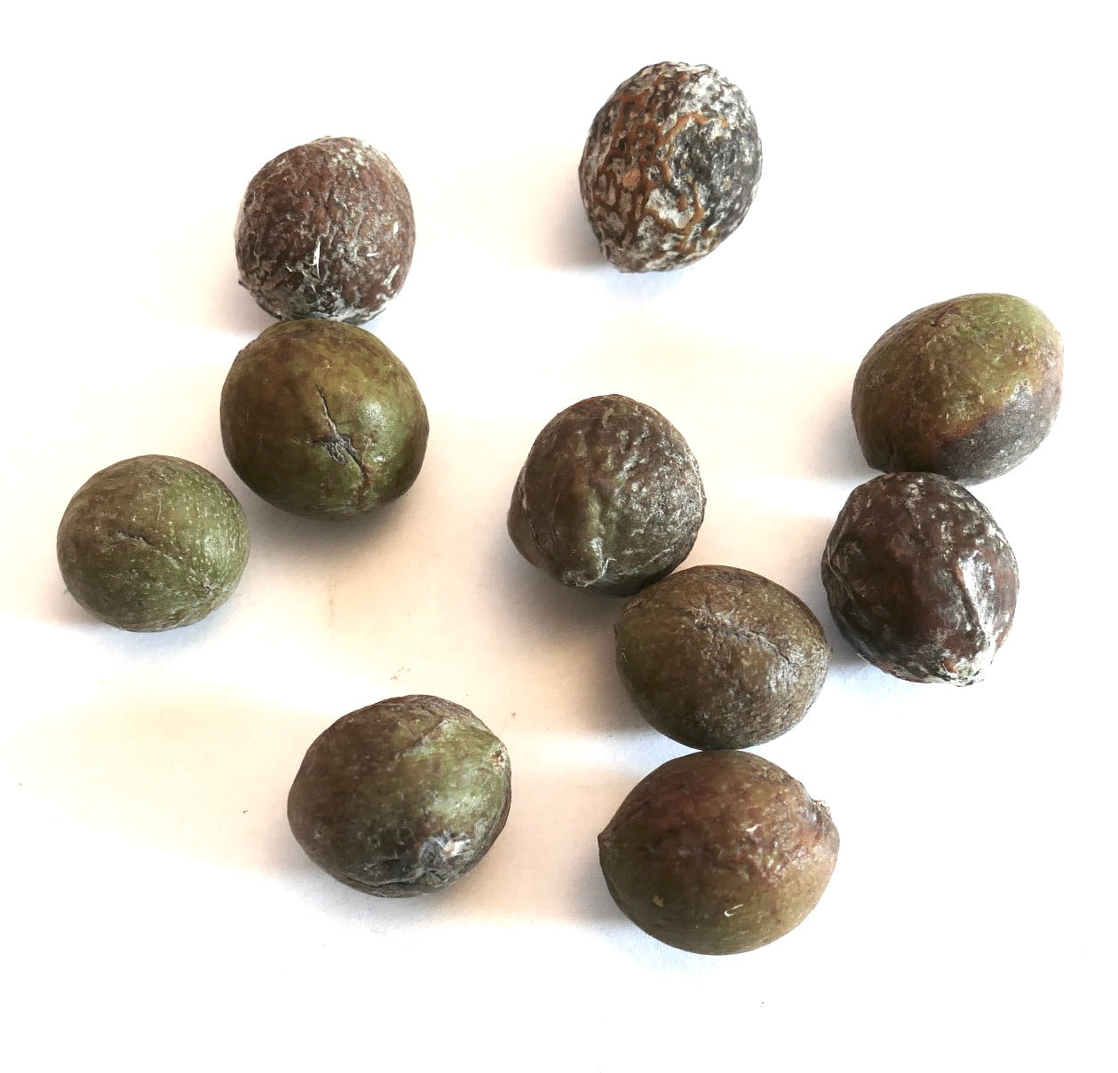 Podocarpus henkelii seeds with textured brown and green surfaces on white background