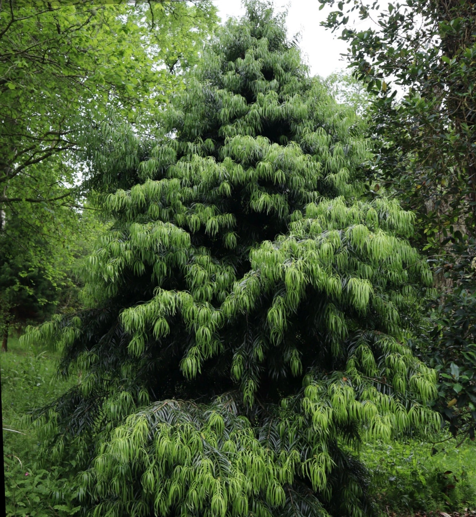 Podocarpus henkelii raro conifero sempreverde con fitto fogliame pendulo simile ad aghi