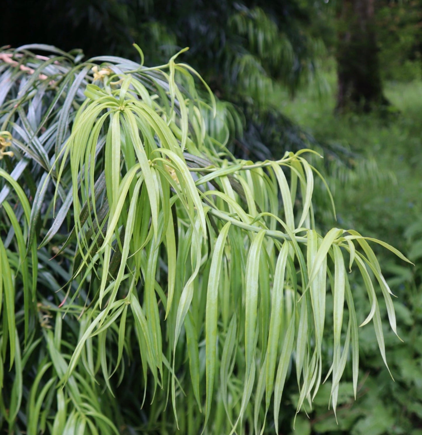 Podocarpus henkelii rare evergreen tree with long narrow green leaves outdoors