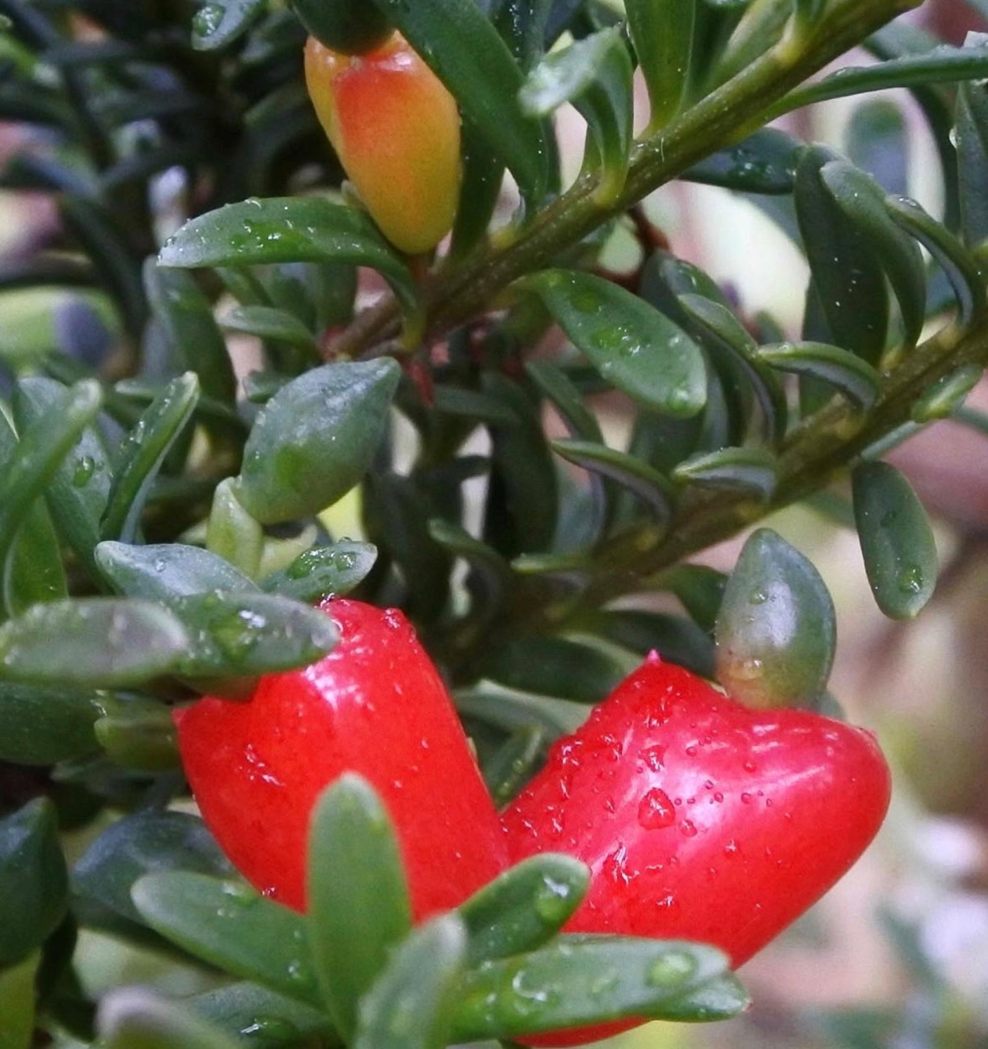 Bacche rosse vivaci di Podocarpus nivalis con fogliame alpino verde lucido e gocce d'acqua
