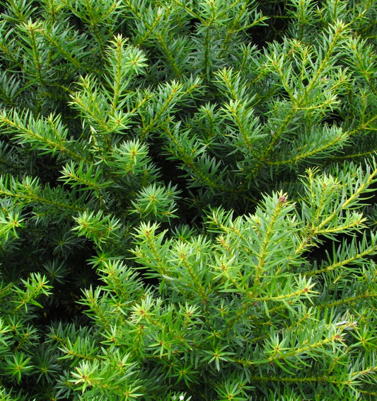 Podocarpus nubigenus 10-30cm | Cloud podocarp | Chilean podocarp
