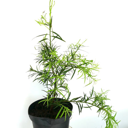 Podocarpus salignus slender evergreen shrub with narrow green leaves in black pot