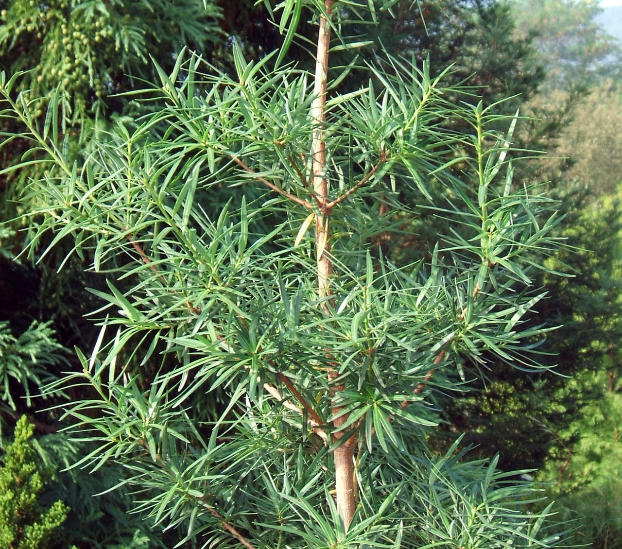 Foglie sottili verdi simili ad aghi di Podocarpus salignus su rami eretti all'aperto